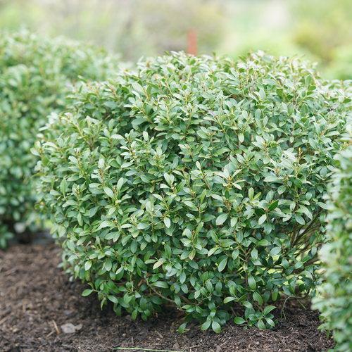 Ilex glabra 'ILEXFARROWTRACEY' ~ PW® Strongbox® Inkberry-ServeScape