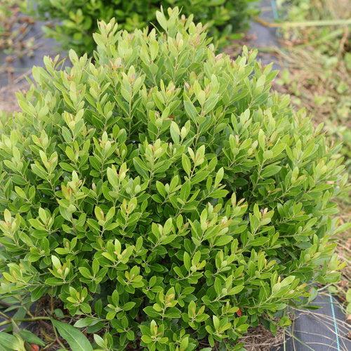 Ilex glabra 'ILEXFARROWTRACEY' ~ PW® Strongbox® Inkberry-ServeScape