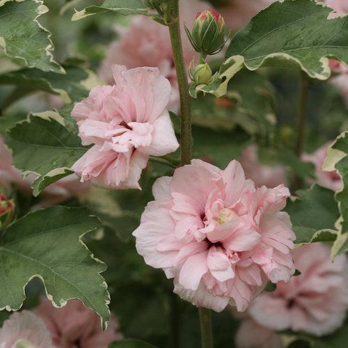 Hibiscus syriacus 'America Irene Scott' ~ Sugar Tip® Rose of Sharon-ServeScape