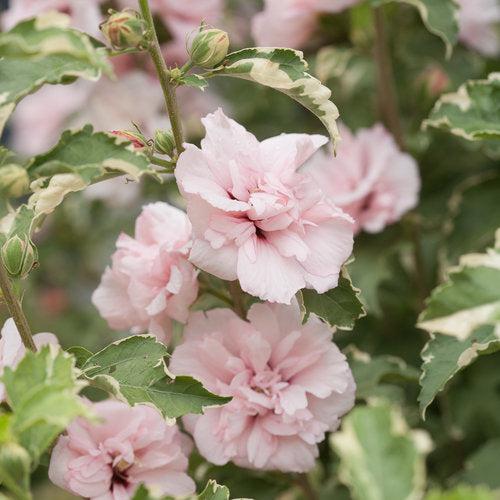 Hibiscus syriacus 'America Irene Scott' ~ Sugar Tip® Rose of Sharon-ServeScape