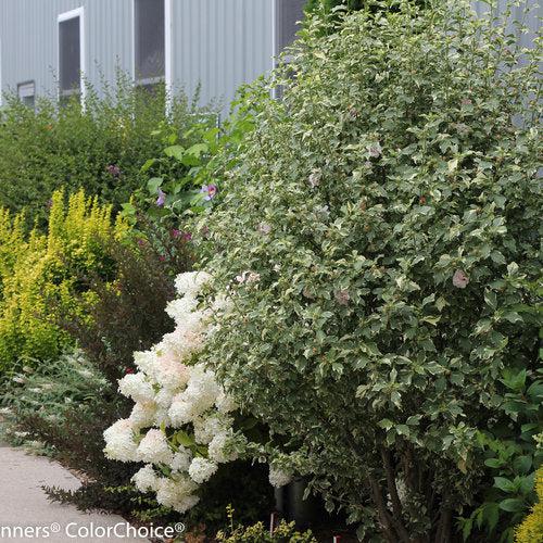 Hibiscus syriacus 'America Irene Scott' ~ Sugar Tip® Rose of Sharon-ServeScape