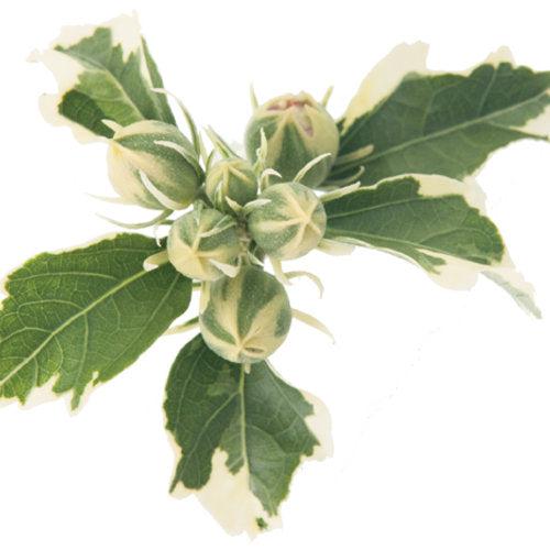 Hibiscus syriacus 'America Irene Scott' ~ Sugar Tip® Rose of Sharon-ServeScape