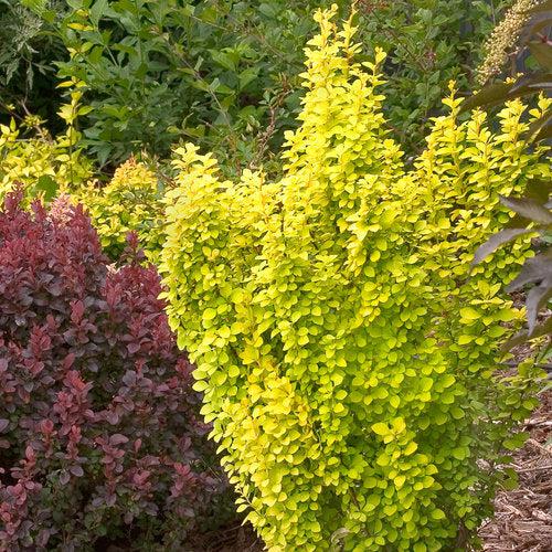 Berberis thunbergii 'Maria' USPP 18,082 ~ PW® Sunjoy® Gold Pillar Barberry-ServeScape