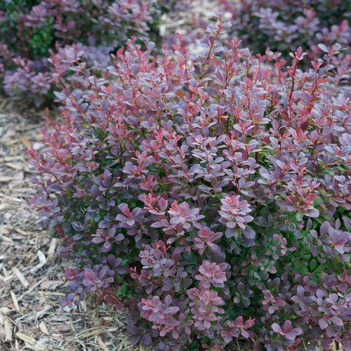 Berberis thunbergii NCBX1' USPP 29,504 ~ PW® Sunjoy®Todo Barberry-ServeScape