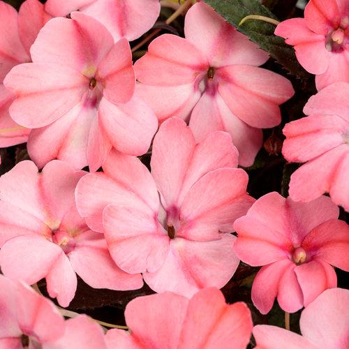 Impatiens x hybrida 'SAKIMP013' ~ SunPatiens® Compact Pink Blush Impatiens-ServeScape