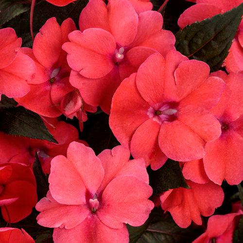 Impatiens x hybrida 'SAKIMP017' USPP 21,753~ SunPatiens® Compact Deep Rose Impatiens-ServeScape