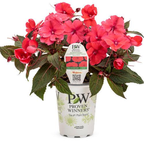 Impatiens x hybrida 'SAKIMP017' USPP 21,753~ SunPatiens® Compact Deep Rose Impatiens-ServeScape