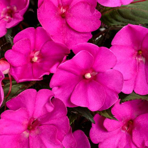 Impatiens x hybrida ''SAKIMP044' PP27995 ~ SunPatiens® Compact Purple Impatiens-ServeScape