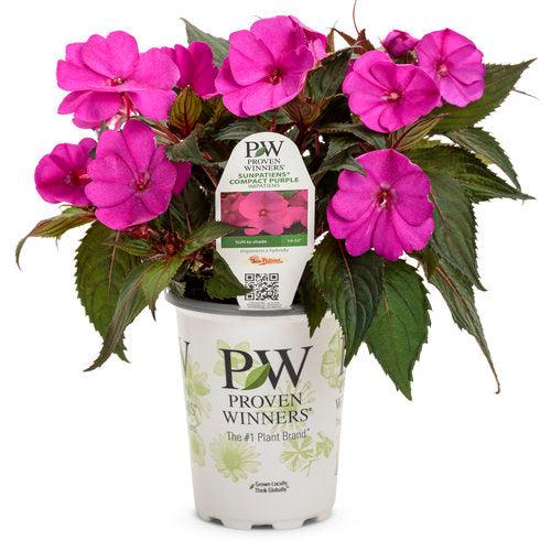 Impatiens x hybrida ''SAKIMP044' PP27995 ~ SunPatiens® Compact Purple Impatiens-ServeScape