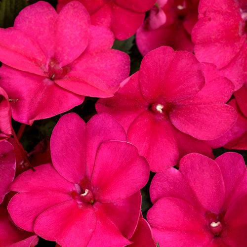 Impatiens x hybrida 'SAKIMP029' ~ SunPatiens® Compact Royal Magenta Impatiens-ServeScape