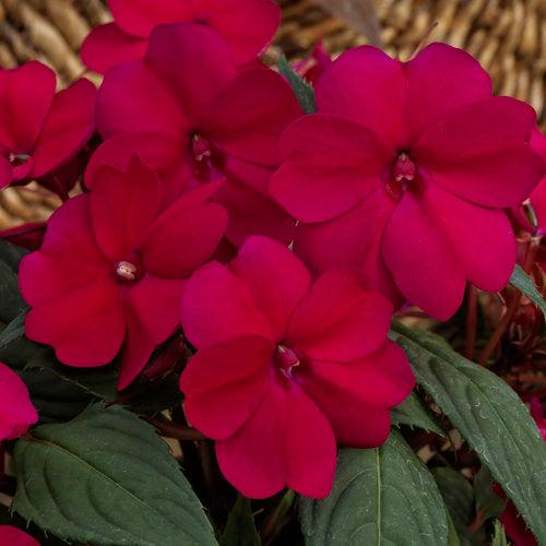 Impatiens x hybrida 'SAKIMP029' ~ SunPatiens® Compact Royal Magenta Impatiens-ServeScape