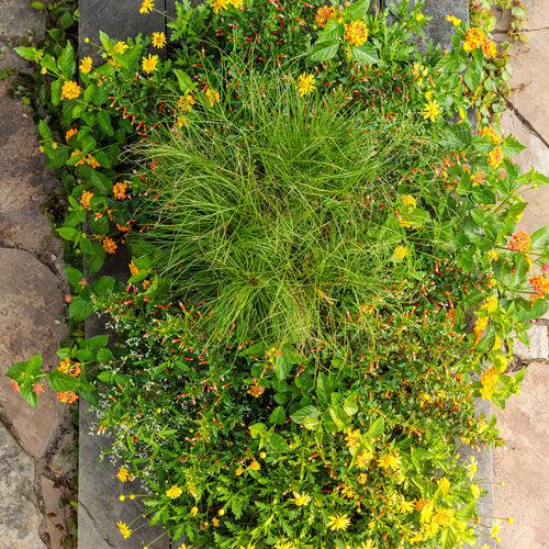Lantana camara 'G12166' PP27,378 ~ PW® Luscious® Marmalade Lantana-ServeScape