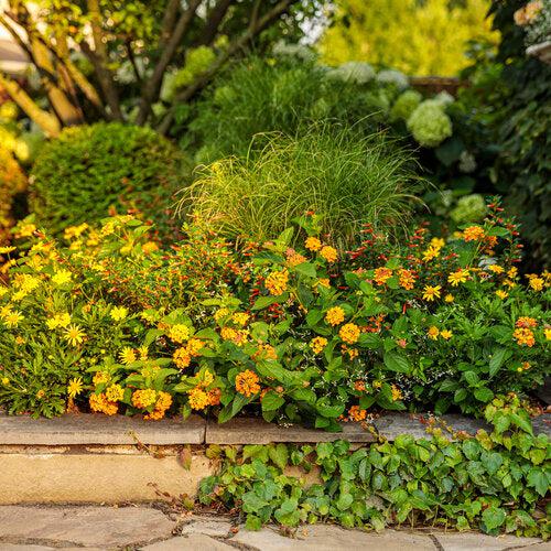 Lantana camara 'G12166' PP27,378 ~ PW® Luscious® Marmalade Lantana-ServeScape