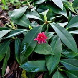 Illicium floridanum 'Swamp Hobbit' ~ Swamp Hobbit Florida Anise-ServeScape