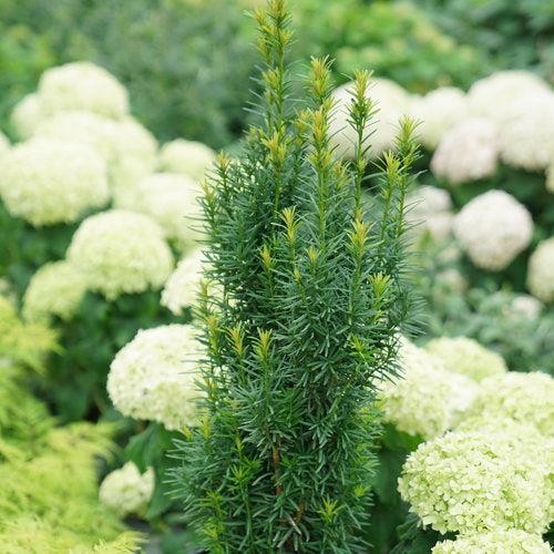 Sambucus racemosa 'SMNSRD4'~ Lemony Lace® Elderberry-ServeScape