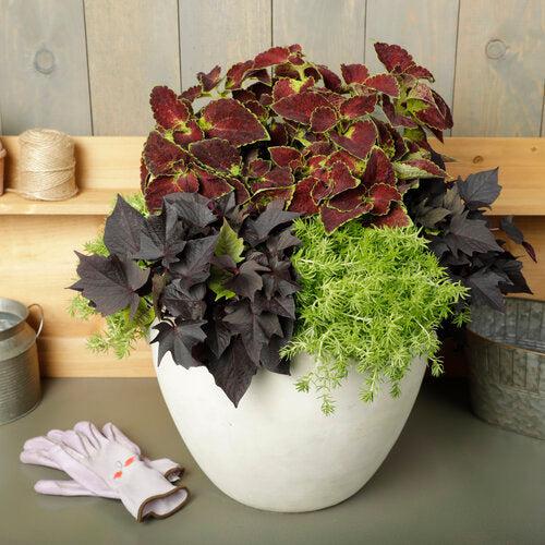 Solenostemon scutellarioides ‘Dipt in Wine’ ~ ColorBlaze® Dipt in Wine™ Coleus-ServeScape