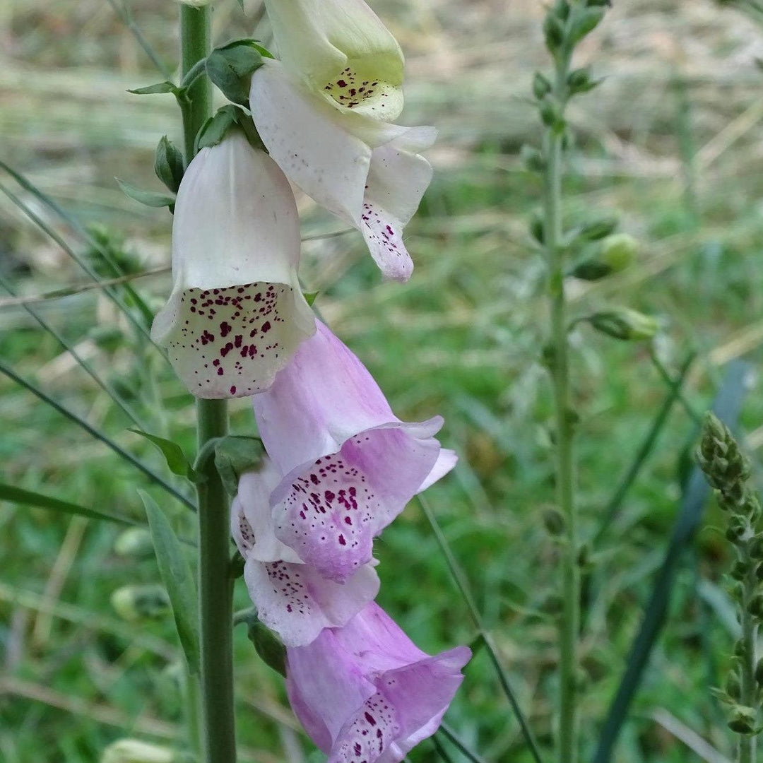 Digitalis purpurea 'Foxy' ~ Foxy Foxglove-ServeScape