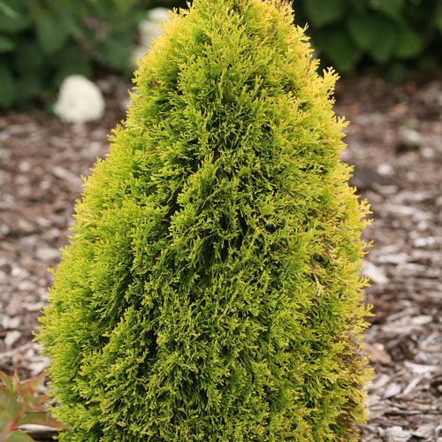Thuja occidentalis 'Filips Magic Moment' ~ Filips Magic Moment Arborvitae-ServeScape