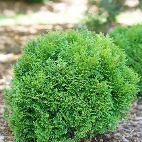 Thuja occidentalis 'SMNTOBAB' ~ Tater Tot® Arborvitae-ServeScape