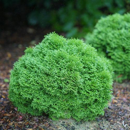 Thuja occidentalis 'SMNTOBAB' ~ Tater Tot® Arborvitae-ServeScape