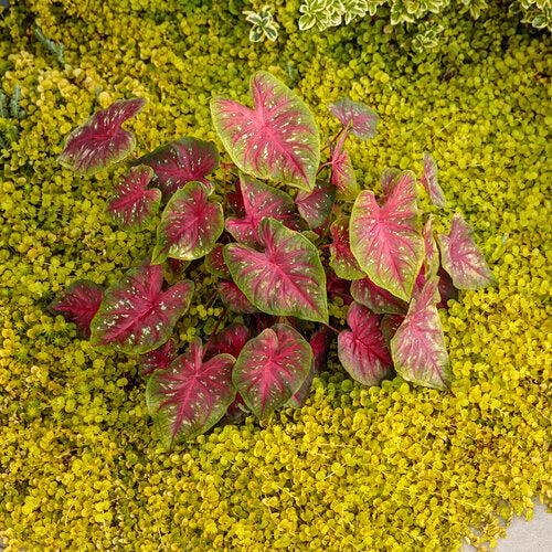 Lysimachia nummularia 'Goldilocks' ~ Proven Accents® Goldilocks Creeping Jenny-ServeScape