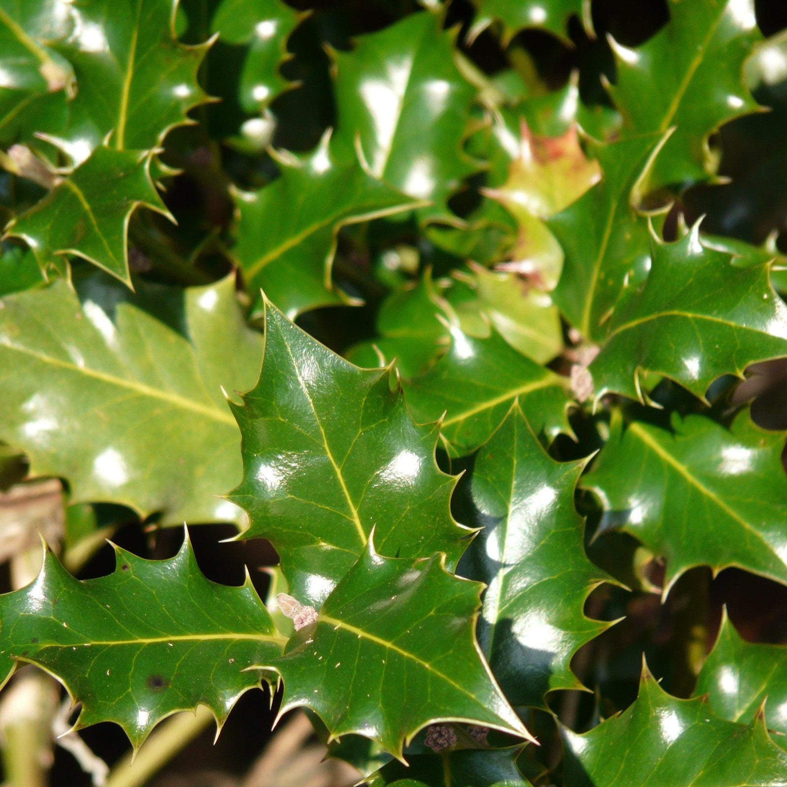 Ilex x 'Magiana' ~ Acadiana™ Holly-ServeScape