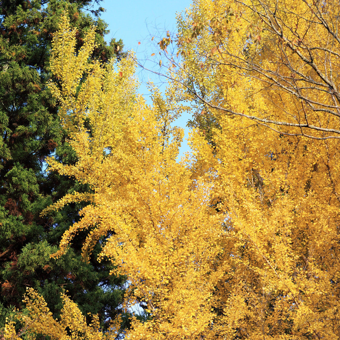 Ginkgo biloba 'The President' ~ Presidential Gold® Ginkgo-ServeScape