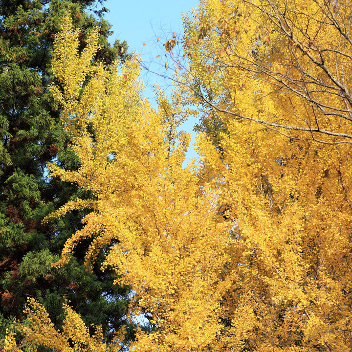 Ginkgo biloba 'The President' ~ Presidential Gold® Ginkgo-ServeScape