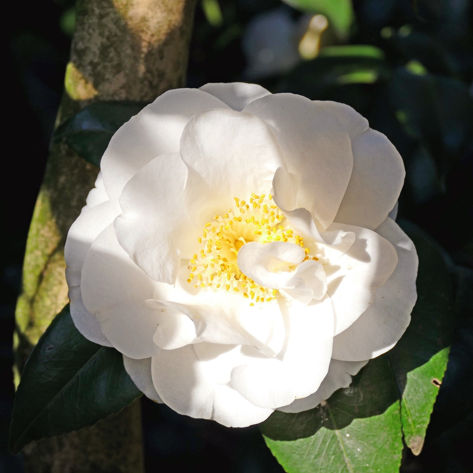 Camellia japonica 'White Empress' ~ White Empress Camellia-ServeScape
