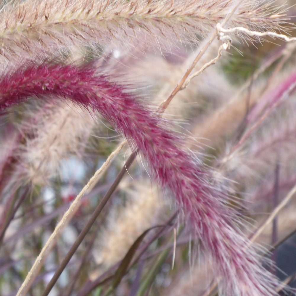 Pennisetum setaceum 'Cherry Sparkler' ~ Cherry Sparkler Pennisteum, Fountain Grass-ServeScape