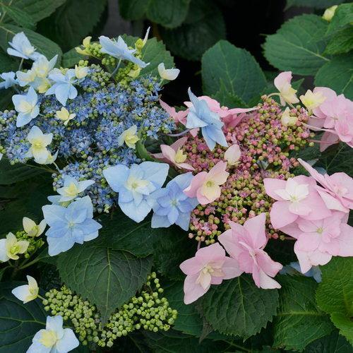 Hydrangea serrata 'SMNHSDD' ~ Tuff Stuff Ah-Hah™ Hydrangea-ServeScape