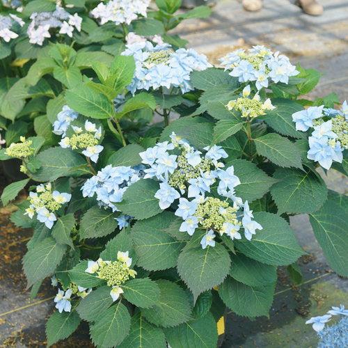 Hydrangea serrata 'SMNHSDD' ~ Tuff Stuff Ah-Hah™ Hydrangea-ServeScape