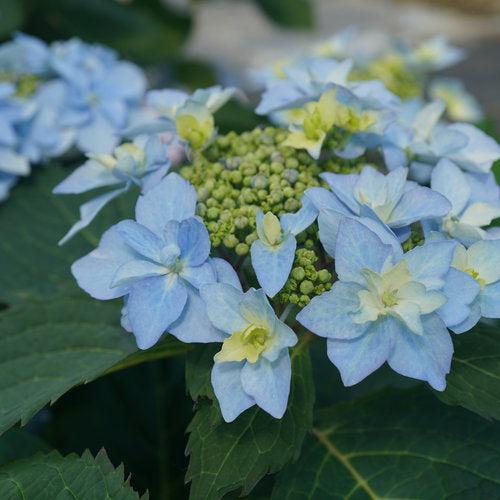 Hydrangea serrata 'SMNHSDD' ~ Tuff Stuff Ah-Hah™ Hydrangea-ServeScape