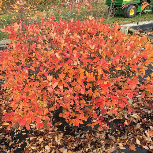 Aronia melanocarpa 'UCONNAM165' ~ PW® Low Scape Mound® Aronia-ServeScape