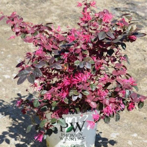 Loropetalum chinensis 'Kurenai Daiou' PP 27748 ~ Jazz Hands Bold® Fringe Flower-ServeScape
