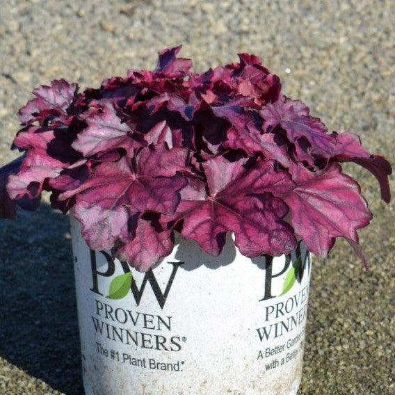 Heuchera 'Wild Rose' ~ Primo® Wild Rose Heuchera-ServeScape
