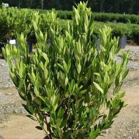 Illicium parviflorum ~ Ocala Anise, Yellow Anise-ServeScape