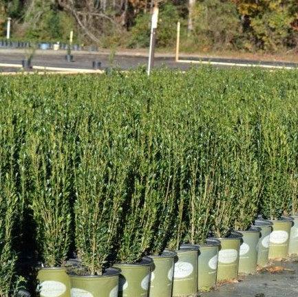 Ilex x 'RutHol3' ~ Jade Lance® Japanese Holly-ServeScape