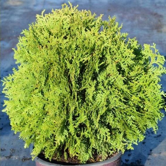 Thuja occidentalis 'RUTTHU4' ~ Planet Earth® Arborvitae-ServeScape
