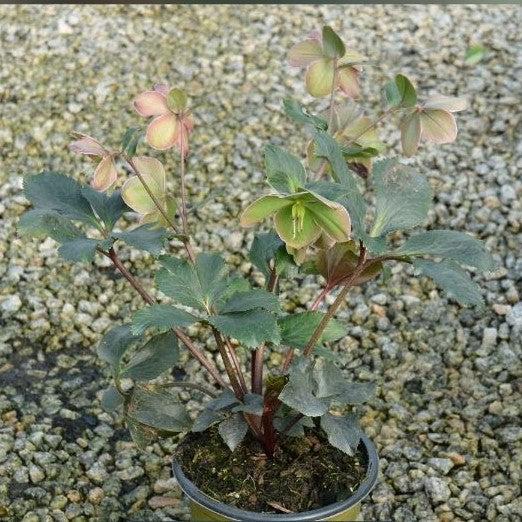 Helleborus x glandorfensis 'Coseh 5100' ~ HGC® Ice N' Roses® Dark Picotee Hellebore-ServeScape