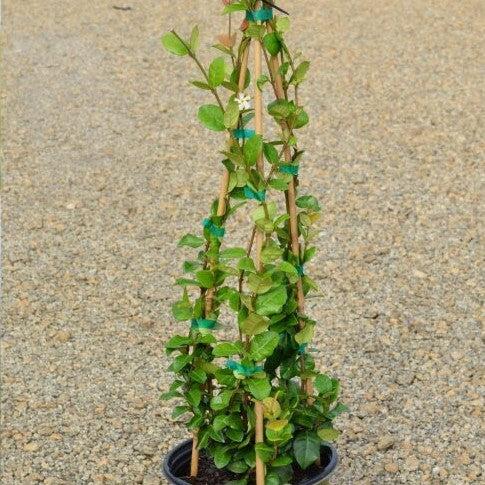 Trachelospermum jasminoides 'Madison' ~ Madison Star Jasmine-ServeScape