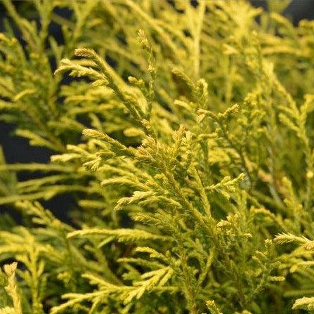 Chamaecyparis pisifera 'Paul's Gold' ~ Paul's Gold Threadbranch Cypress-ServeScape