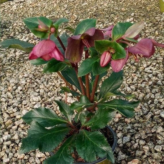 Helleborus x glandorfensis 'Ice N' Roses Red' ~ HGC® Ice N' Roses Red Lenten Rose-ServeScape