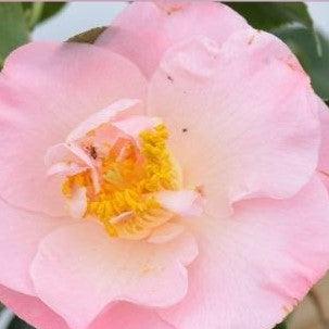 Camellia japonica 'April Blush' ~ April Blush Camellia-ServeScape
