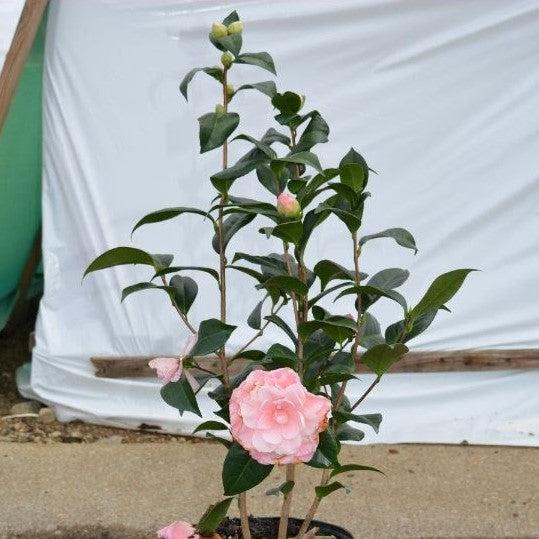 Camellia japonica 'Nuccio's Cameo' ~ Nuccio's Cameo Camellia-ServeScape