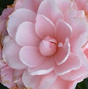 Camellia japonica 'Nuccio's Cameo' ~ Nuccio's Cameo Camellia-ServeScape