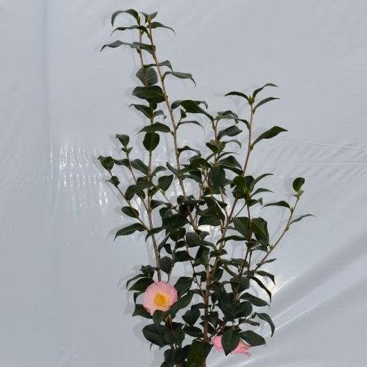 Camellia japonica 'April Blush' ~ April Blush Camellia-ServeScape