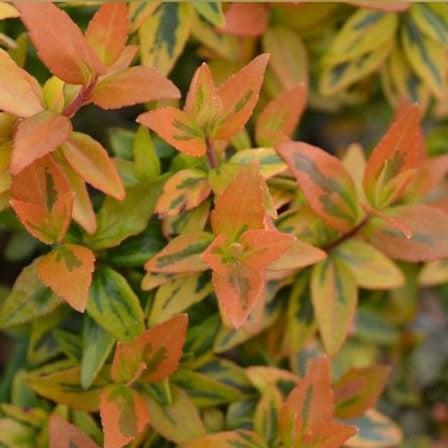 Abelia x grandiflora 'Kaleidoscope' ~ Kaleidoscope Abelia-ServeScape