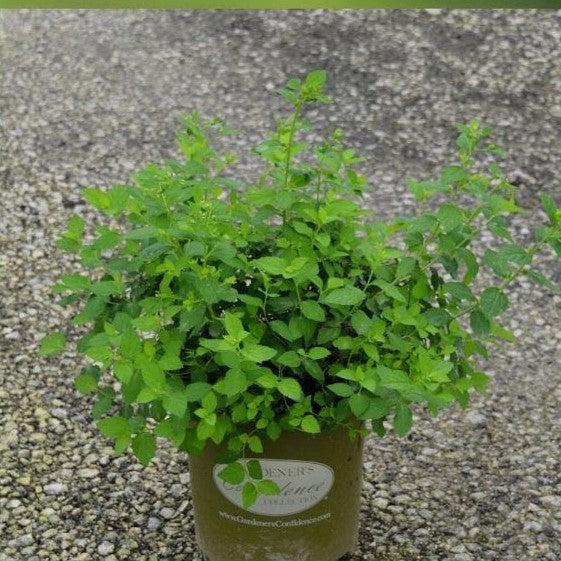 Spiraea japonica 'GAMD-2-15' ~ Sprinkle of Sugar® Spiraea-ServeScape