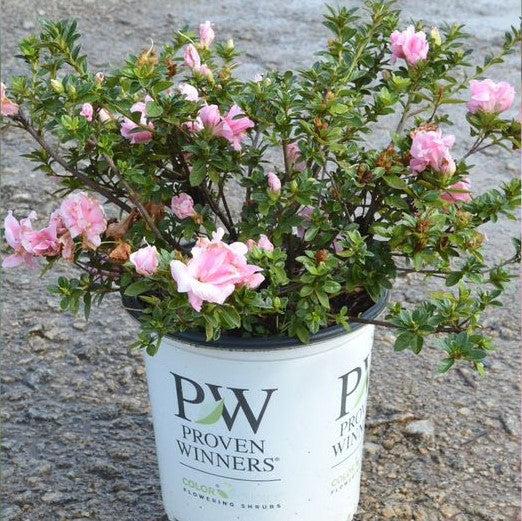 Rhododendron x 'NCRX3' ~ PW® Perfecto Mundo® Double Pink Azalea-ServeScape